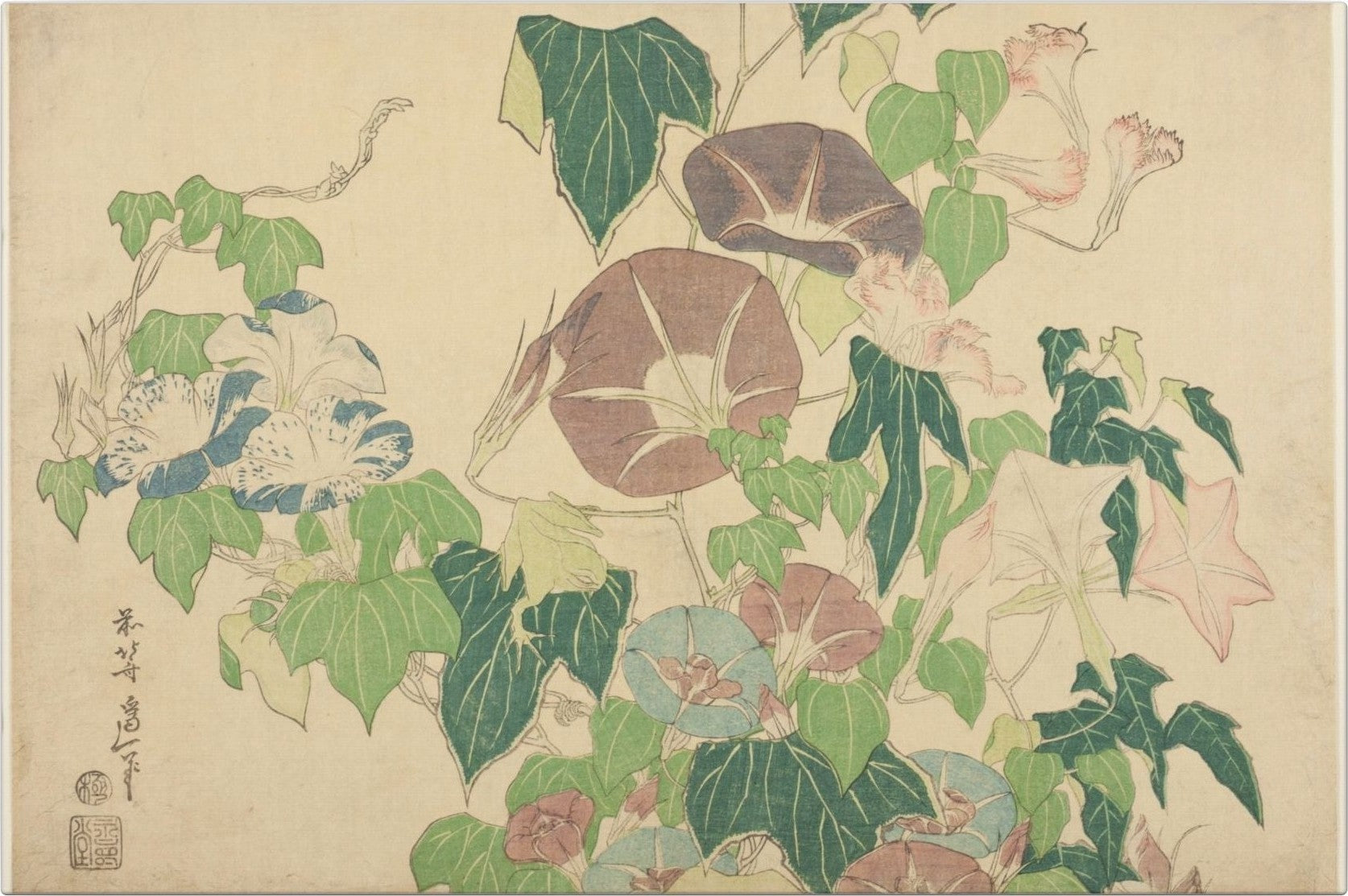 Morning Glories and Tree-frog — flat artwork