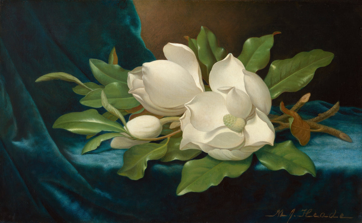 Giant Magnolias on a Blue Velvet Cloth — Martin Johnson Heade (c. 1890)