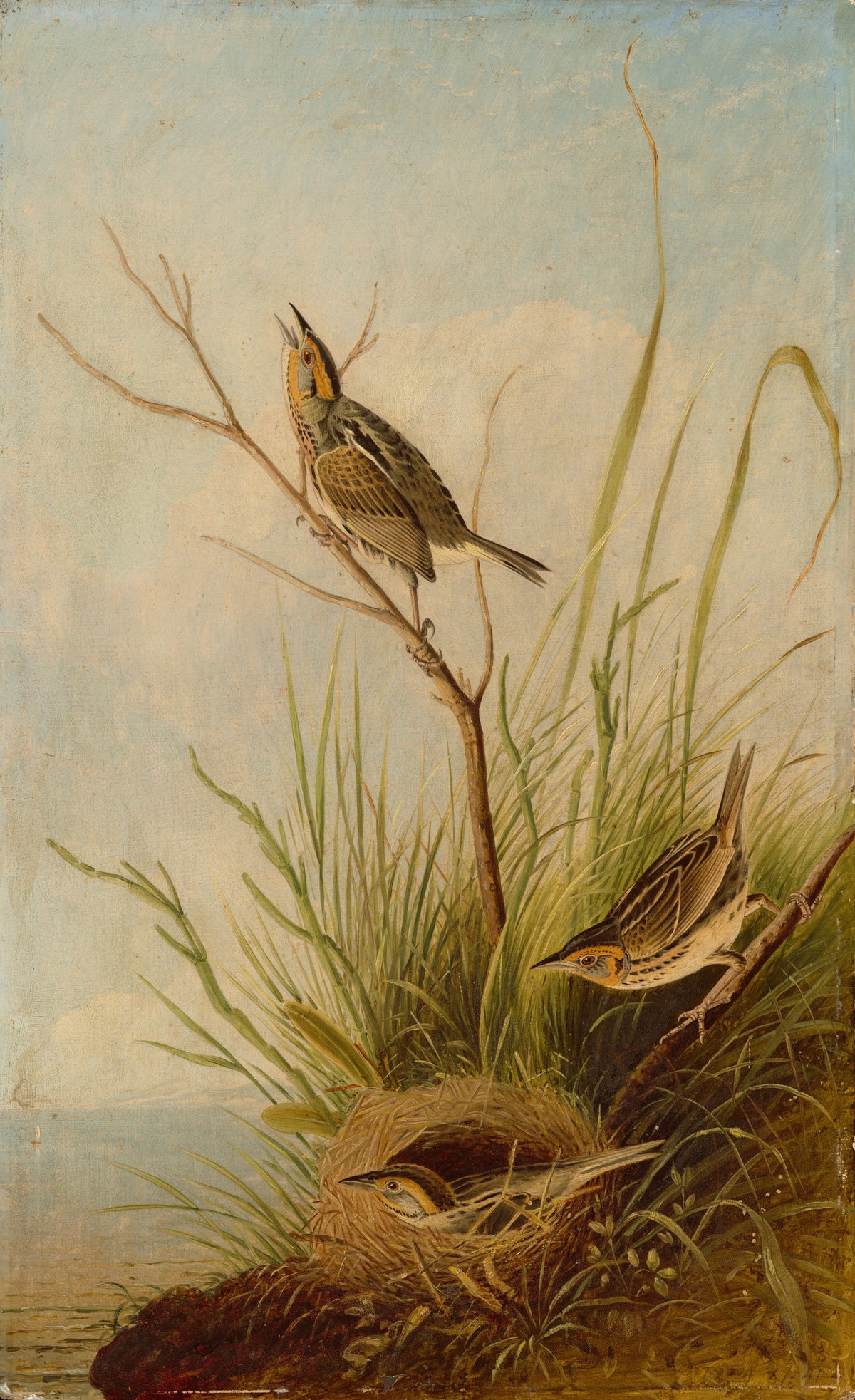 Sharp-Tailed Finch — Joseph Bartholomew Kidd, after John James Audubon (1831/1833)