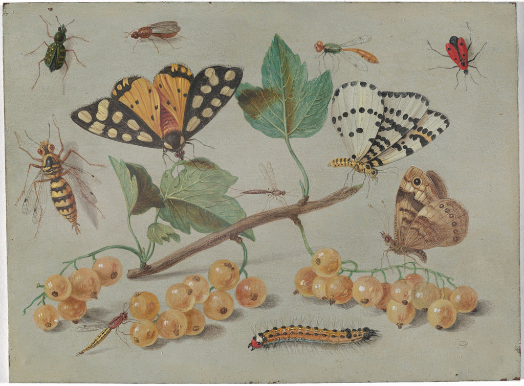 Study of Butterfly and Insects — Jan van Kessel the Elder (c. 1655)