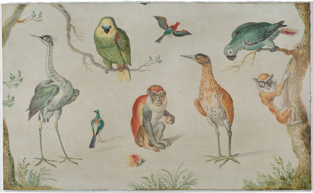 Study of Birds and Monkeys — Circle of Jan van Kessel the Elder (1660/1670)
