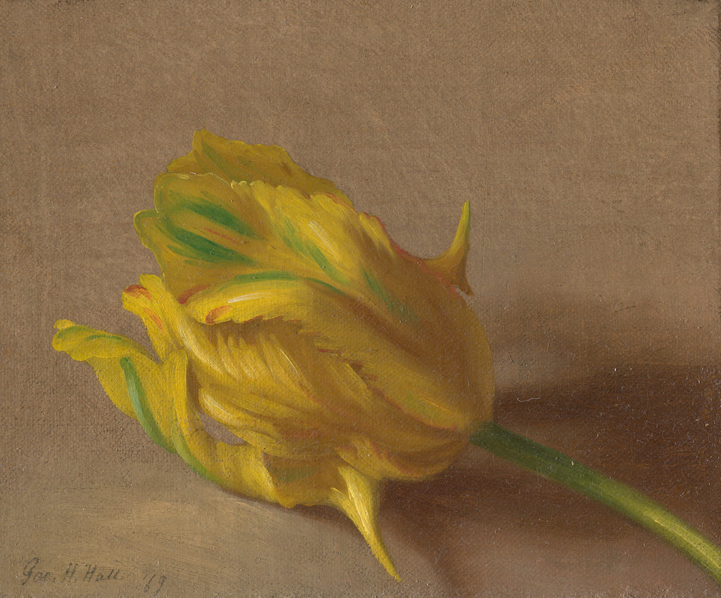 Tulip — George Henry Hall (1869)